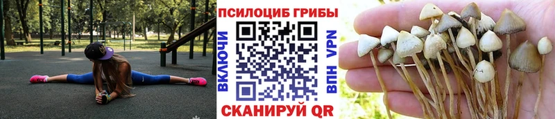 где купить наркотик  Торопец  Галлюциногенные грибы Psilocybine cubensis 